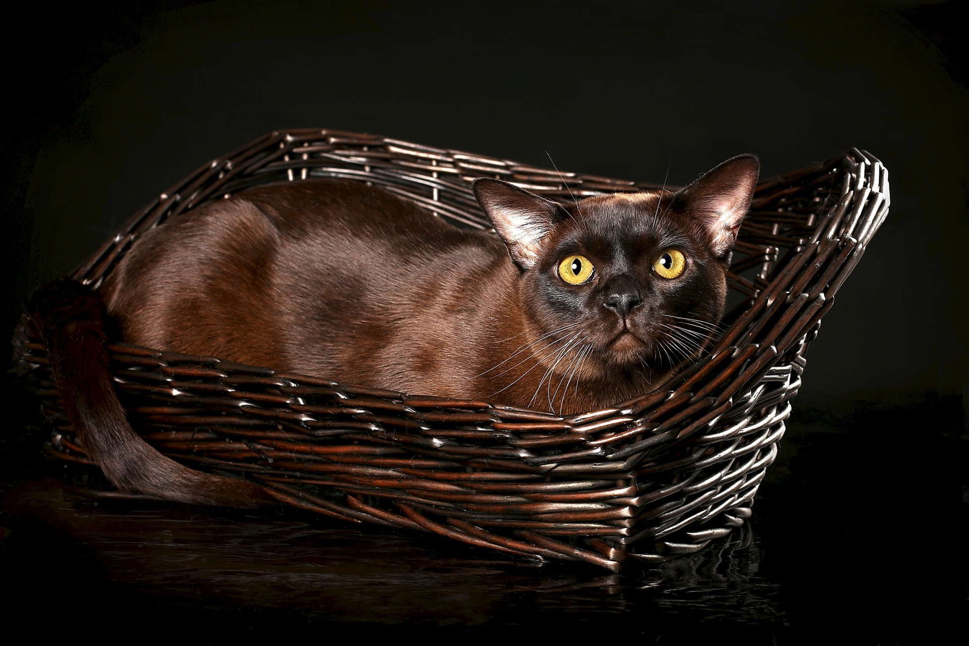 Кошка коричневая короткошерстная