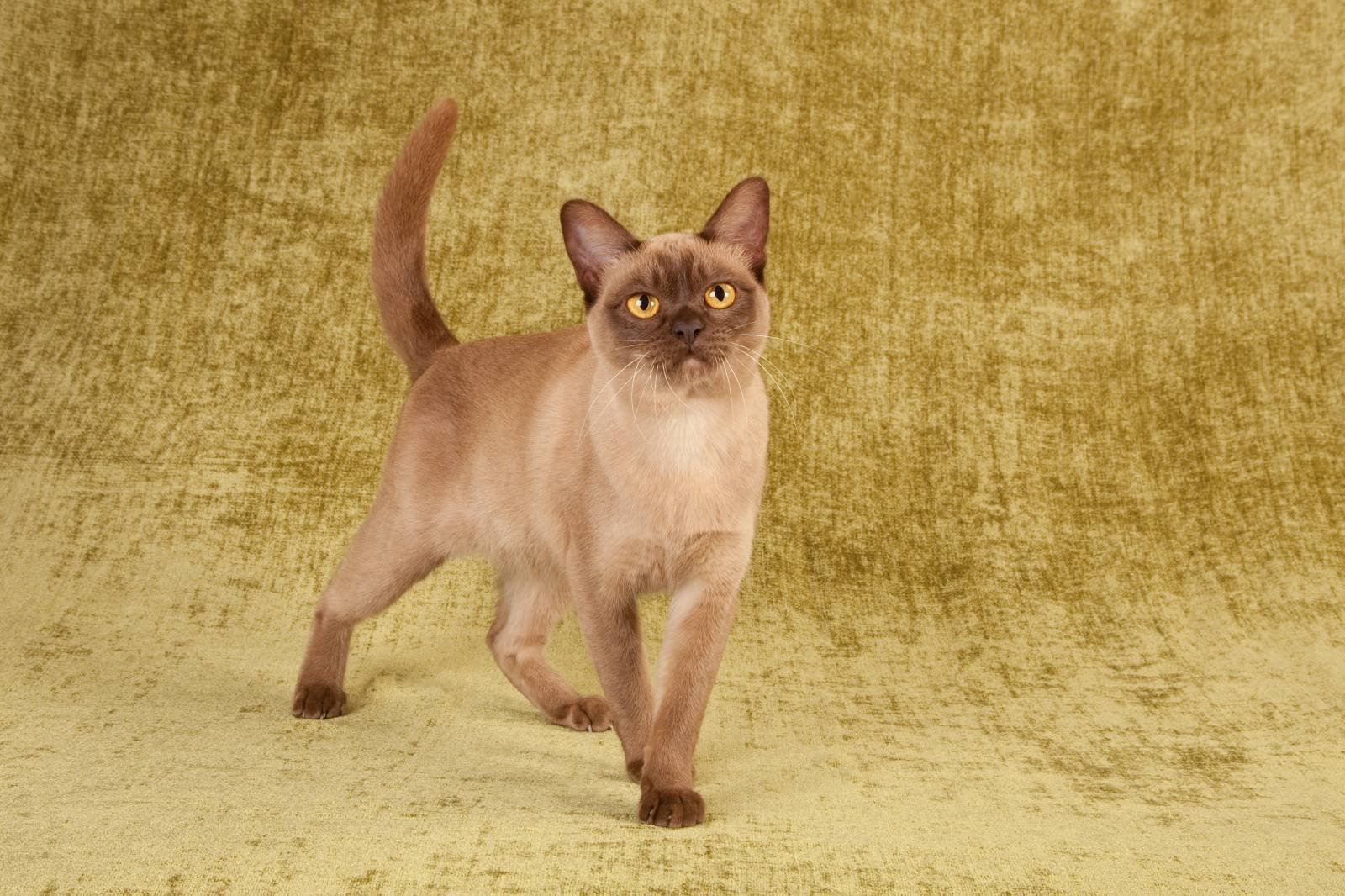 Бурманская кошка шоколадная. Бурманская кошка. Порода кошек Бурма. Бурманская кошка европейская. Манчкин Бурма.