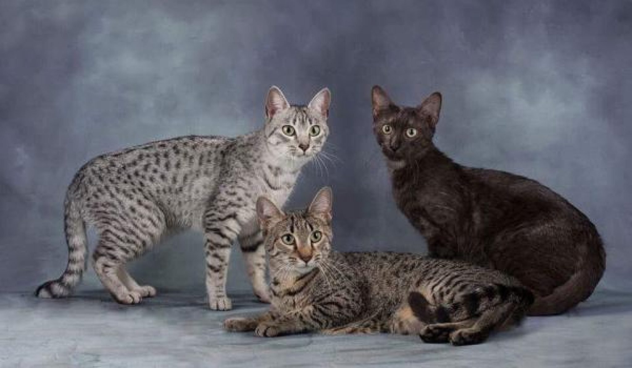 порода кошек египетская мау фото