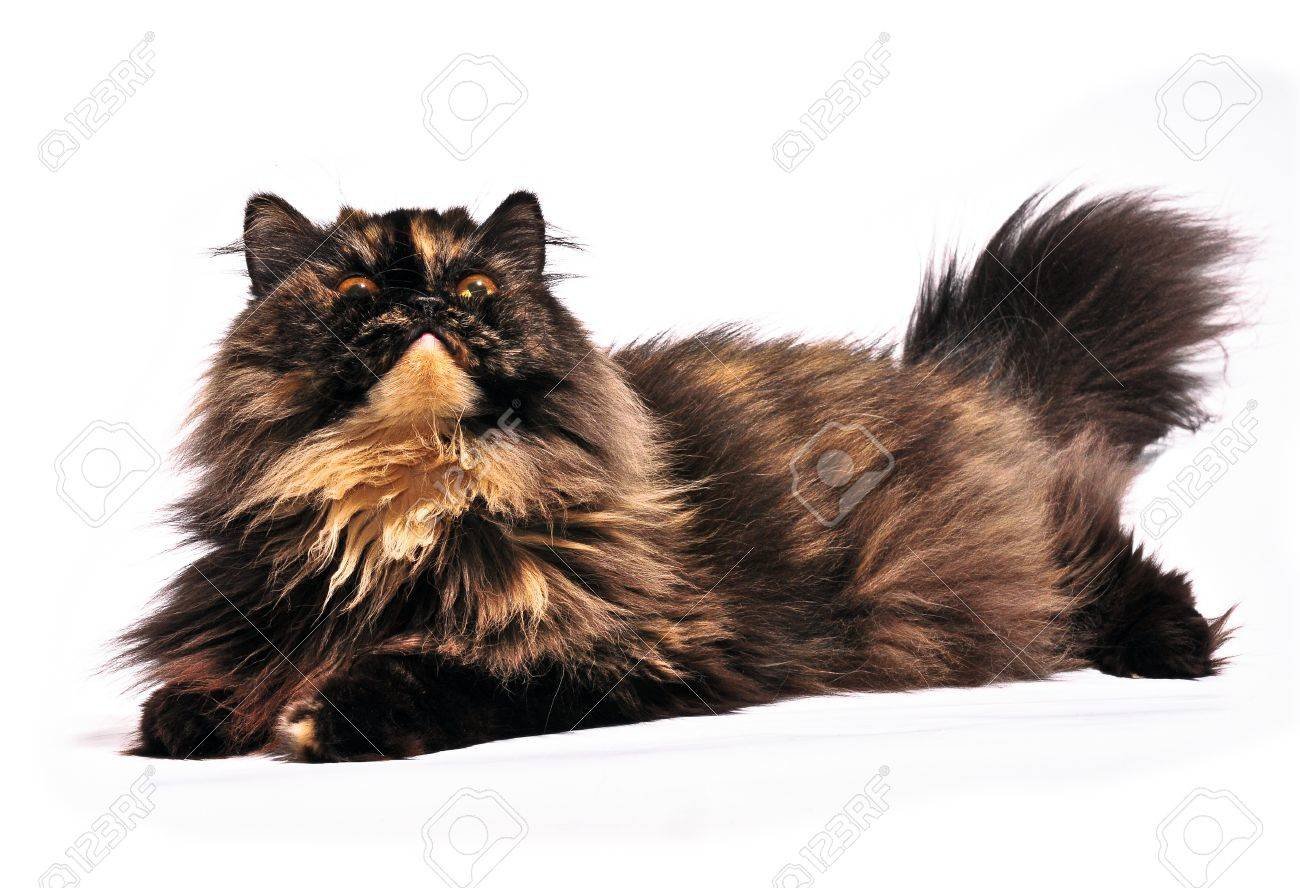 Шоколадная персидская кошка. Персидская черепаховая кошка. Перс черепахового окраса кошка. Персидский кот черепахового окраса. Кошка черепахового окраса на белом фоне.