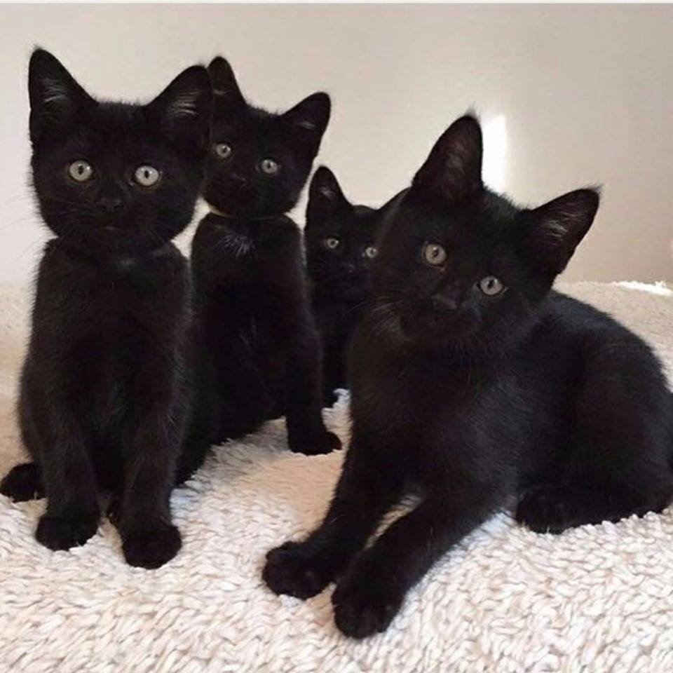 Четыре черных котенка