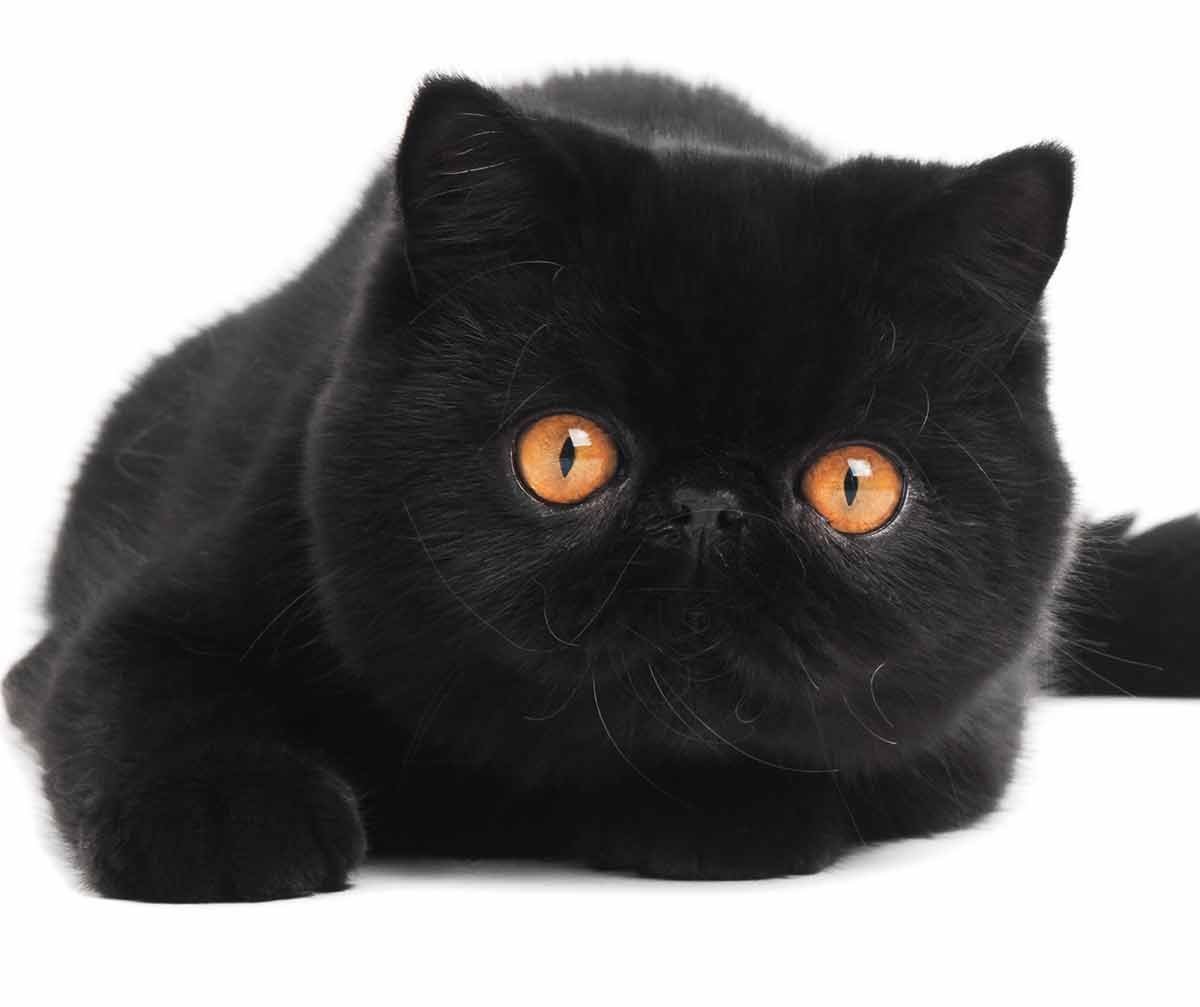 Шоколадная персидская кошка. Экзот кошка черная. Британец с экзотом кошка. Кот экзот черный. Кошка британка экзот.