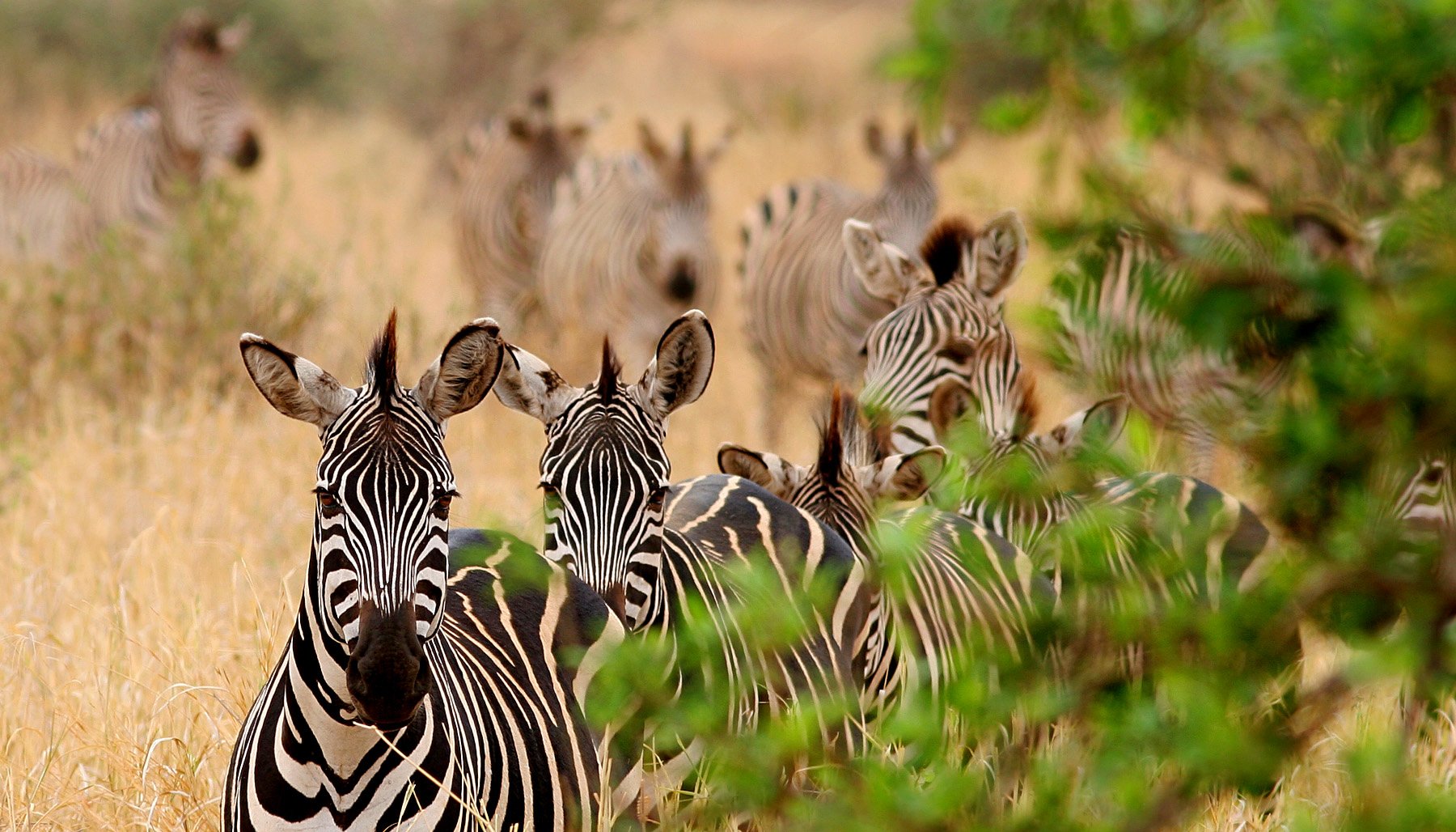 Эти замечательные животные. Дикая природа Африки. Кения животный мир. Животный мир Африки. Животный мир Танзании.