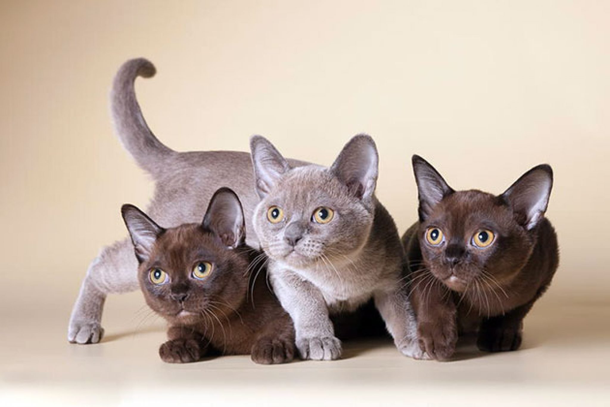 Голубая бурма. Бурманская кошка. Европейская Бурма кошка. Европейская Бурма котята. Европейская Бурма кошка голубая.