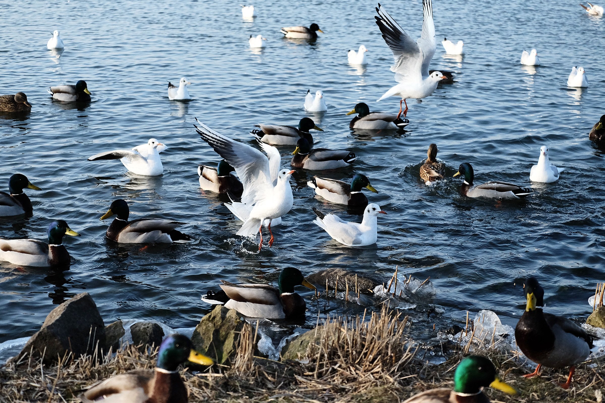В пруду плавали несколько уток и 16. Водоплавающие птицы лебедь утка Гусь. Дикие водоплавающие птицы. Птицы на озере. Водоплавающие птицы на озере.