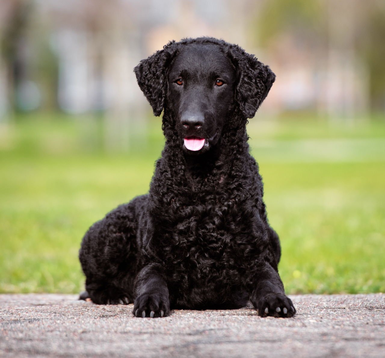 Большая черная кудрявая собака