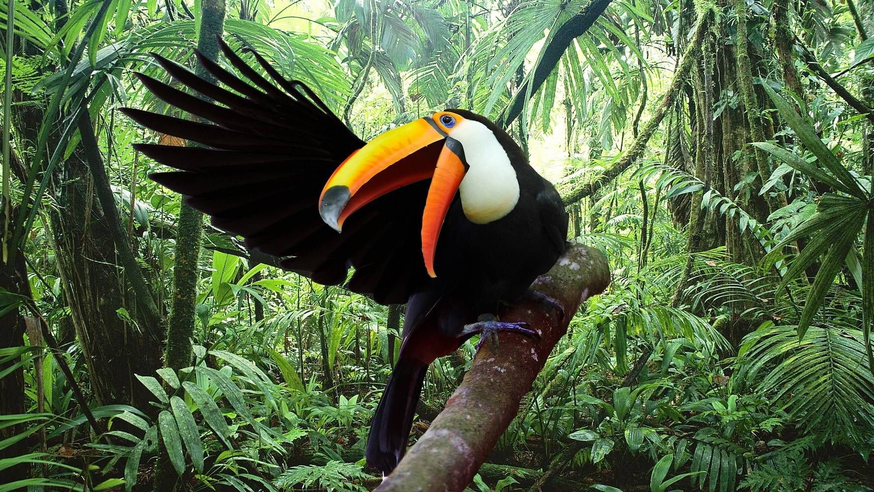 Животный мир экваториальных тропических лесов. Тукан сельвы Южной Америки. Тукан Амазонка. Сельва Амазон птица. Тукан в тропическом лесу.