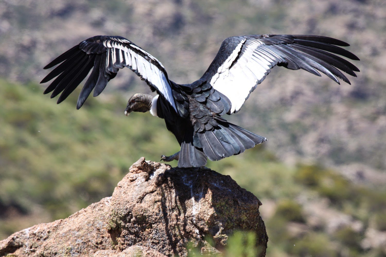 Картинка большой птицы. Птица Андский Кондор. Андский Кондор самая большая летающая птица. Андский Кондор размах крыльев. Андский Кондор Гарпия.