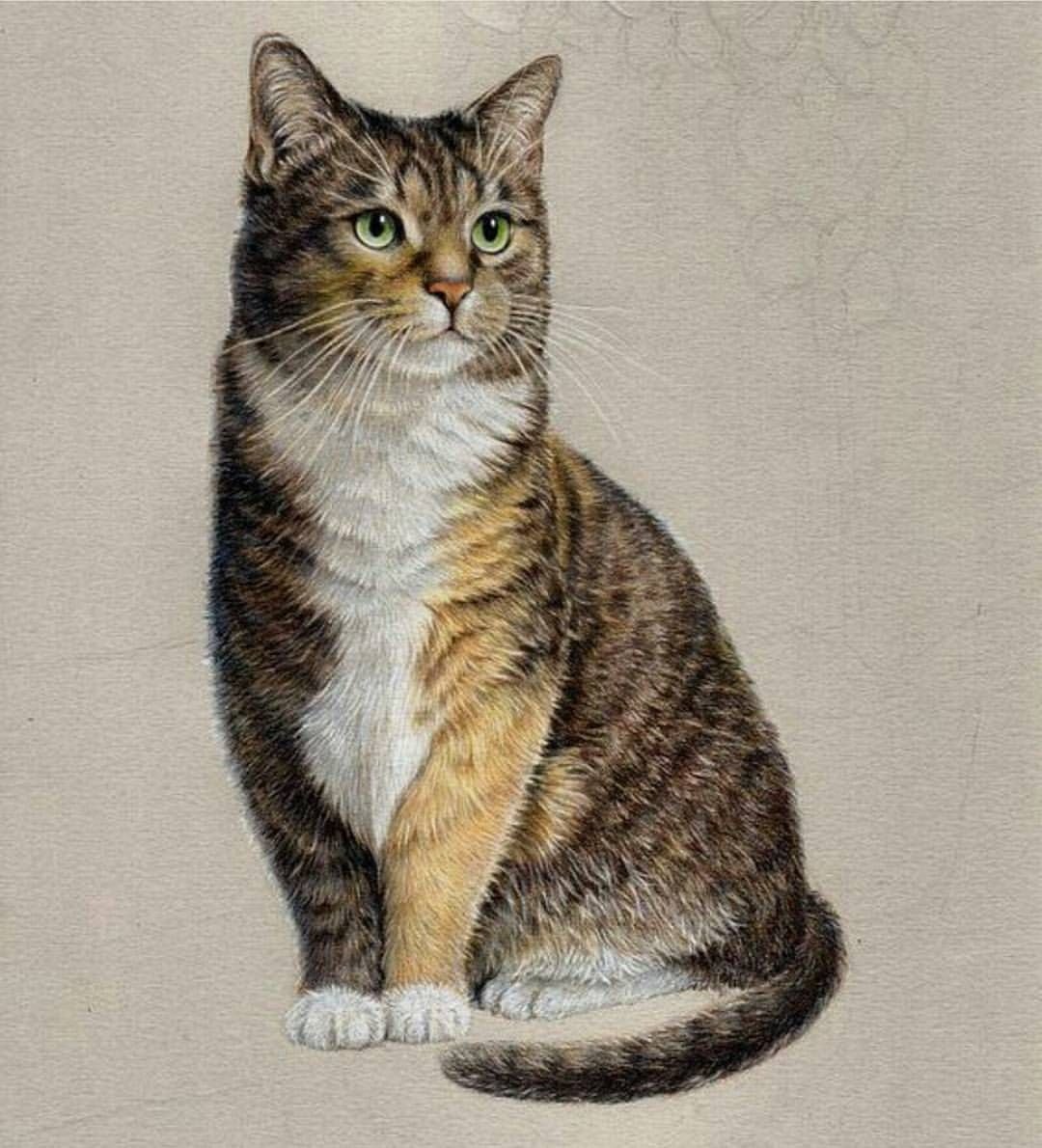 Цветные картинки кошек. Кошка цветными карандашами. Котик цветными карандашами. Кошка рисунок цветной. Портрет европейской кошки.