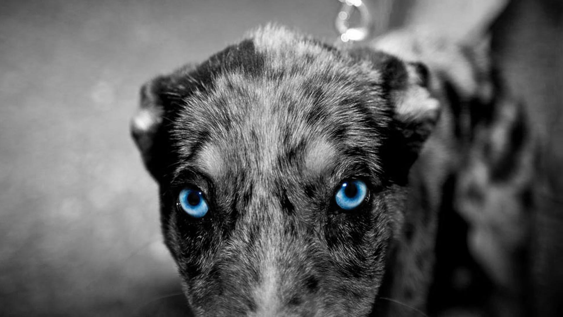 Порода собак с голубыми глазами. Глаза голубой собаки. Дворняга с голубыми глазами. Пятнистая собака с голубыми глазами. Черный пес с голубыми глазами.