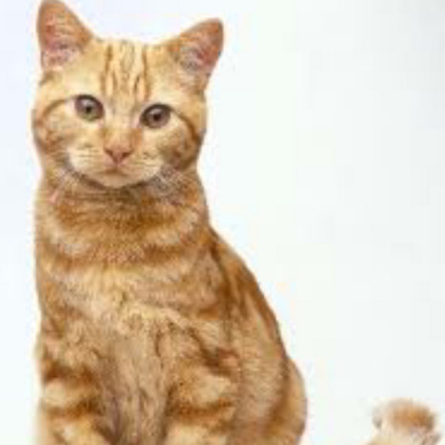 породы рыжих котов с фотографиями и названиями