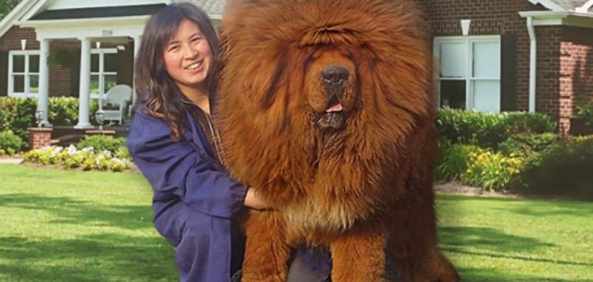 Огромные собаки видео. Тибетский мастиф 2 метра. Тибетский мастиф гигантский исполин. Тибетский мастиф великан. Голубой тибетский мастиф.