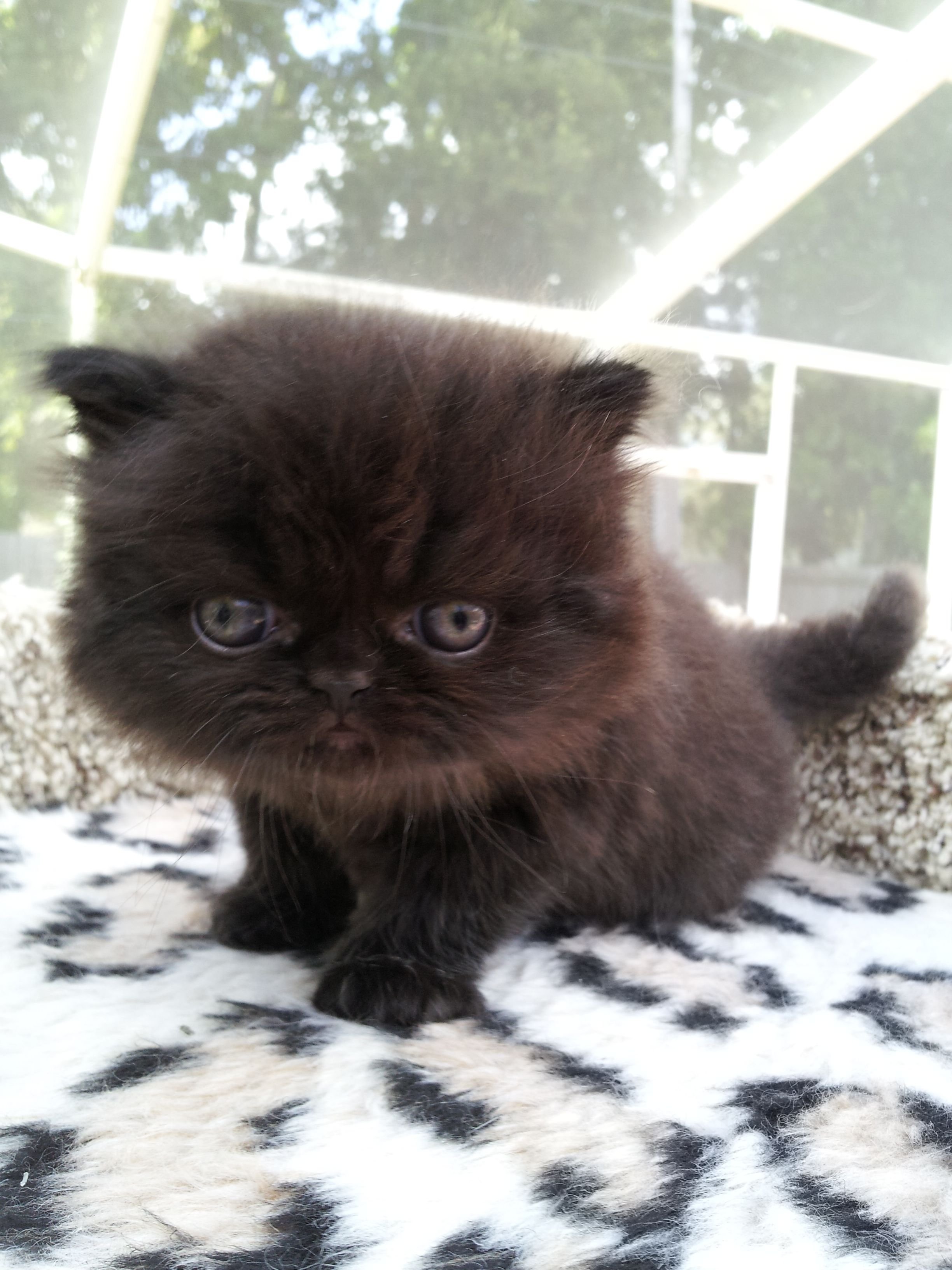 Персидская кошка чёрная вислоухая