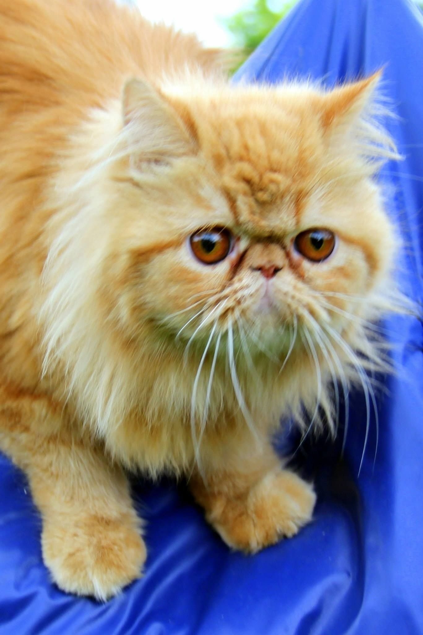 Сколько живут персидские. Персидский кот экзот. Перс экзот экстремал. Экзот длинношерстный. Экзот кошка рыжая.
