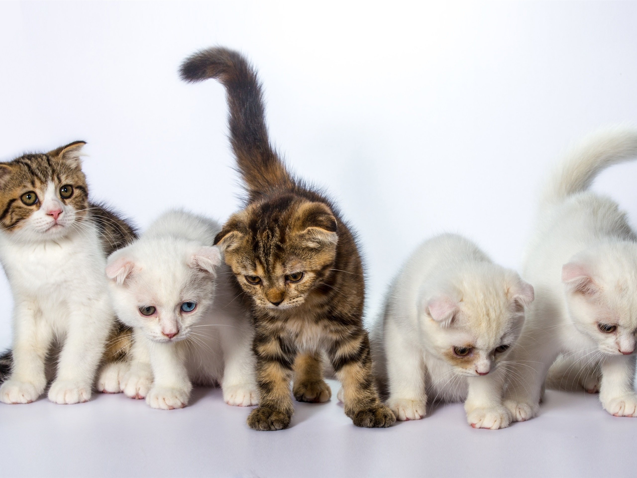 Играть 5 котят. Разные котята. Котята разных цветов. Кошка с котятами. Котята фото.
