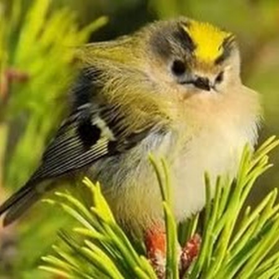 Желтоголовый королёк птица