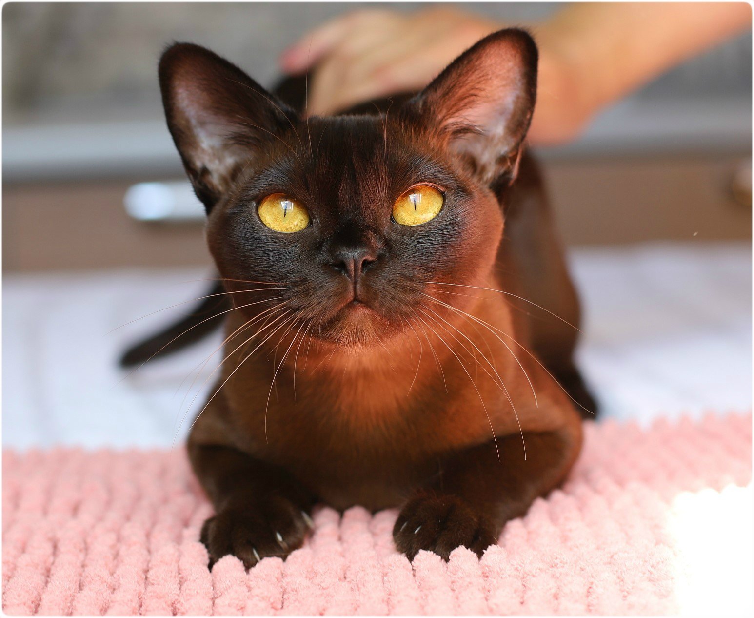 Какая порода кошек самая ручная. Порода Бурма. Европейская Бурма. Бурманская порода кошек. Бурманская кошка черная.