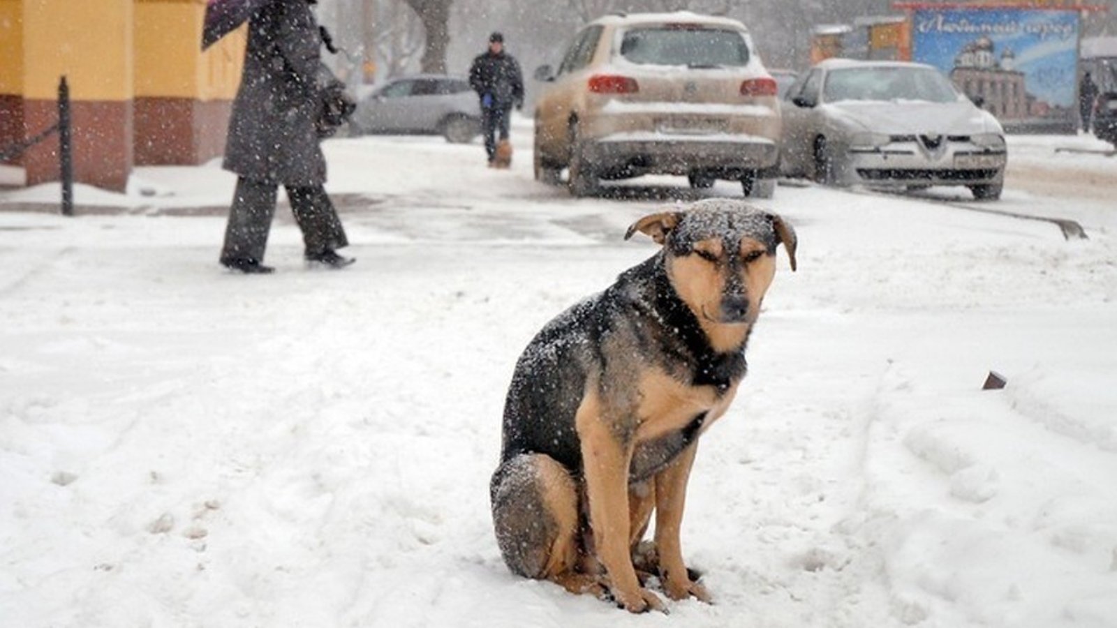 Снег голодный. Бездомные собаки зима. Бродячие собаки. Собака зимой на улице. Бездомные собаки на улице.