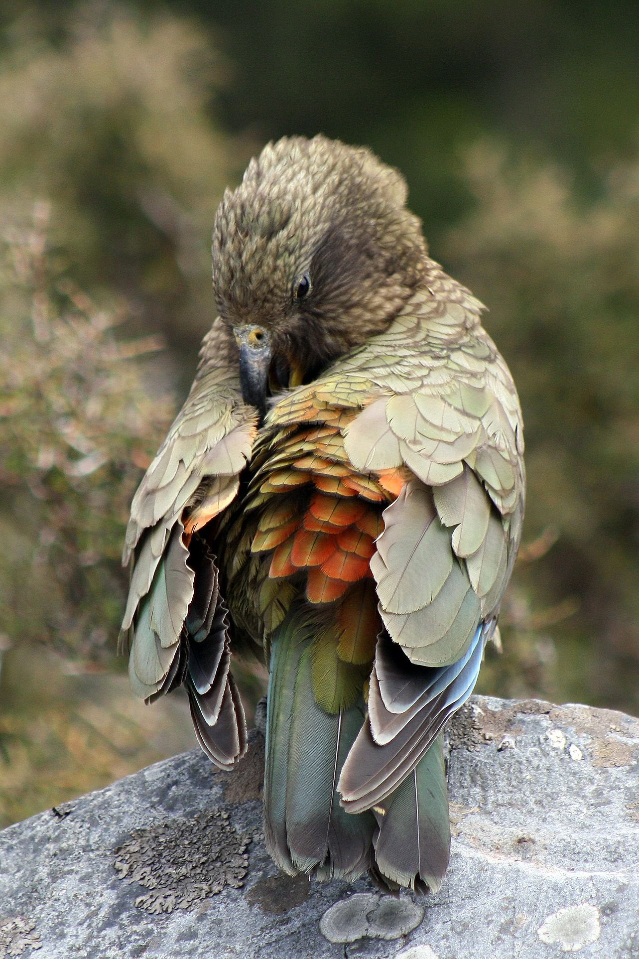 Попугай хищник. Новозеландский попугай Кеа. Попугай Кеа новая Зеландия. Хищный попугай Кеа.