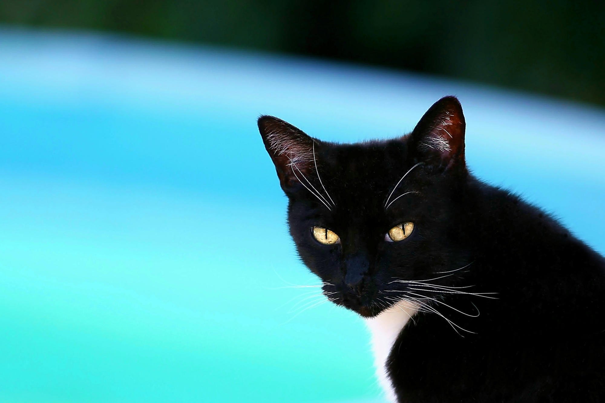 Черные кошки 9. Американская короткошёрстная кошка. Бомбейская кошка. Американская короткошёрстная кошка темная. Черный гладкошерстный кот.