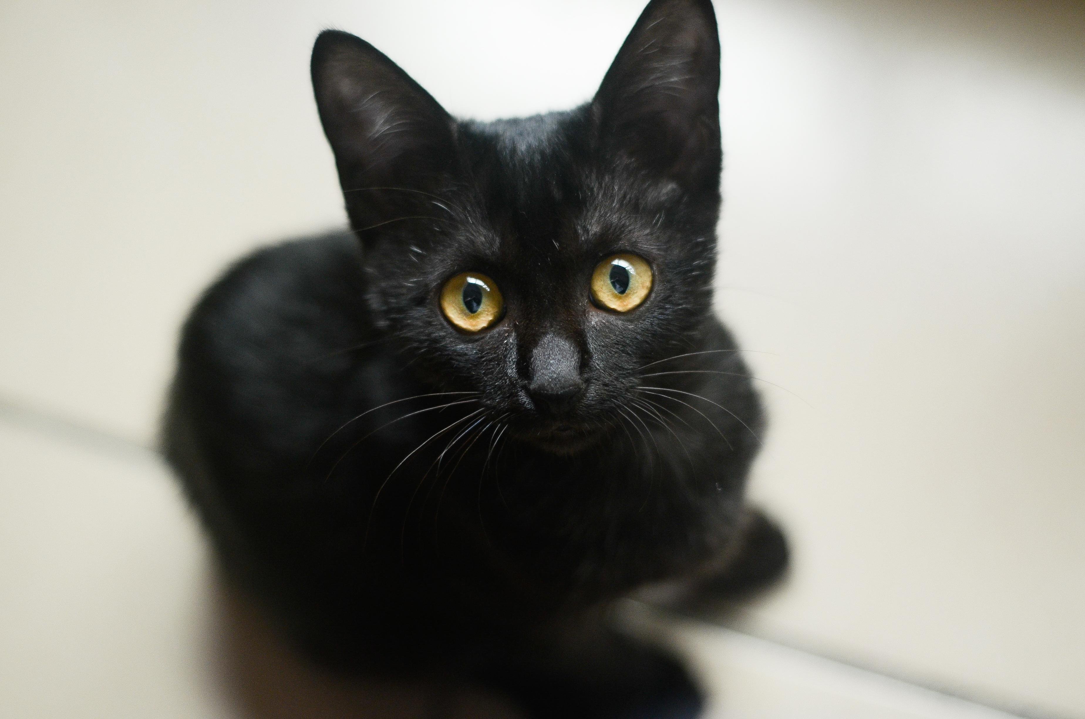 Молодой черный кот