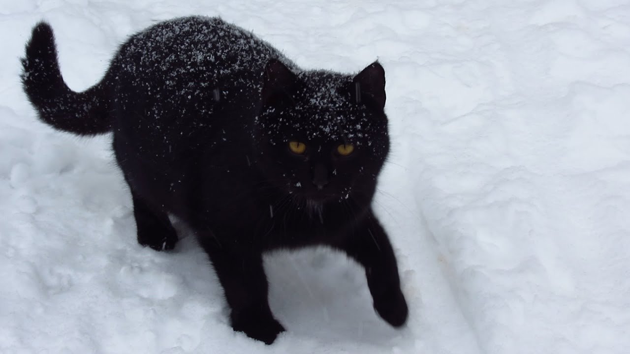 Черная кошка в снегу