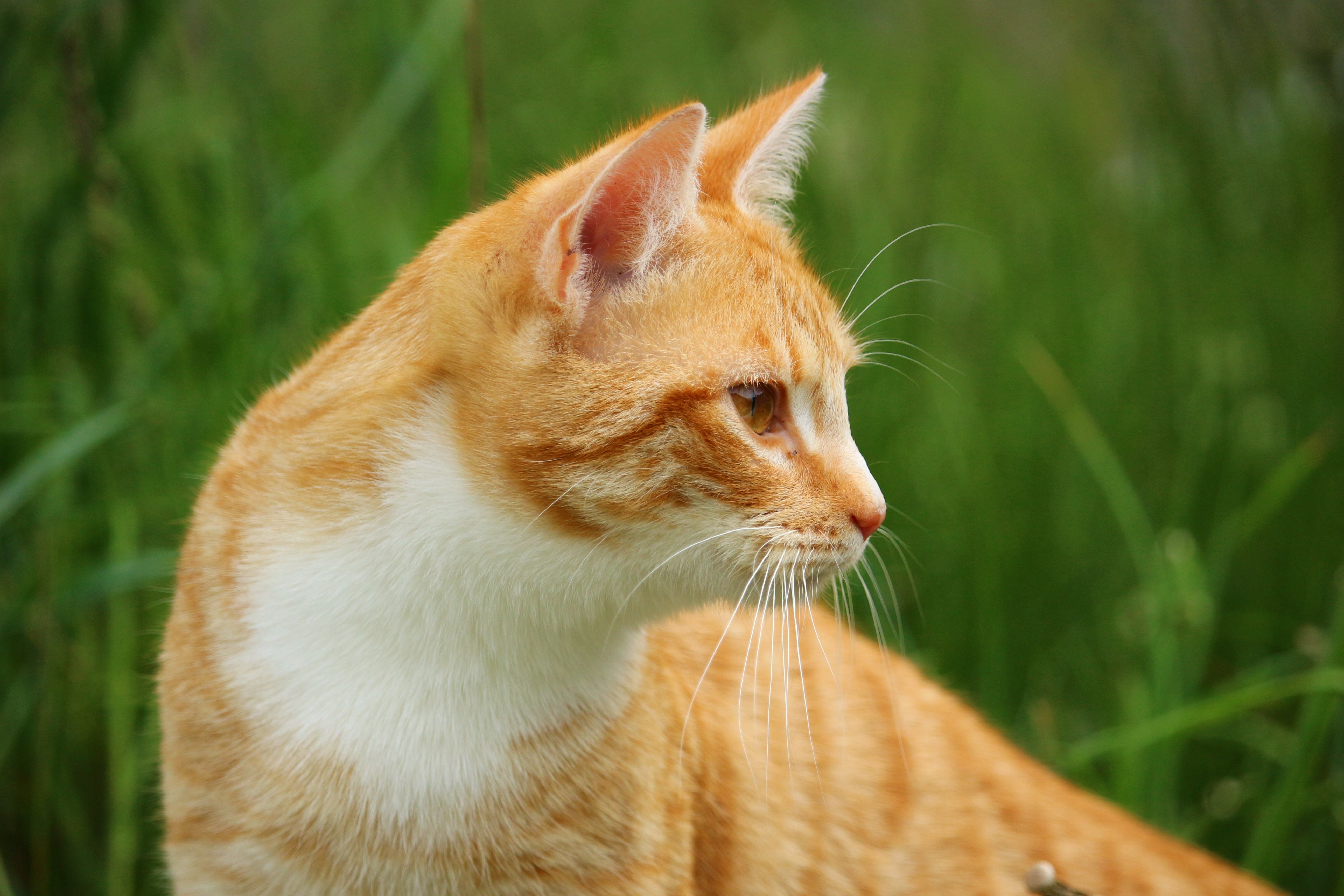 Рыжая бритая. Европейская короткошерстная кошка рыжая. Европейская короткошерстная табби рыжий. Макрелевый табби рыжий. Европейский короткошерстный кот рыжий.