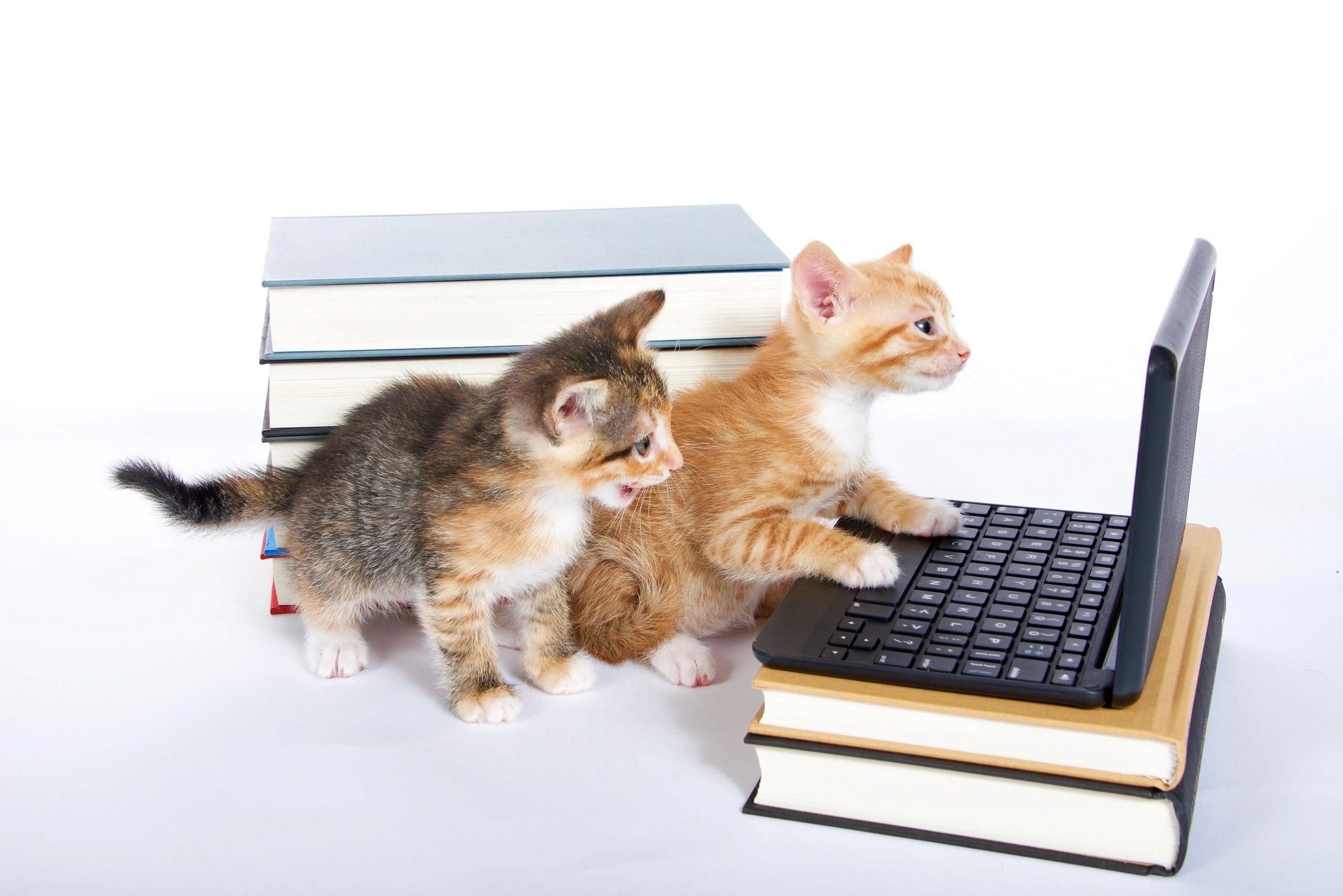 3 кота работают. Котенок с компьютером. Кошка и компьютер. Котенок за компьютером. Коты за компьютером.