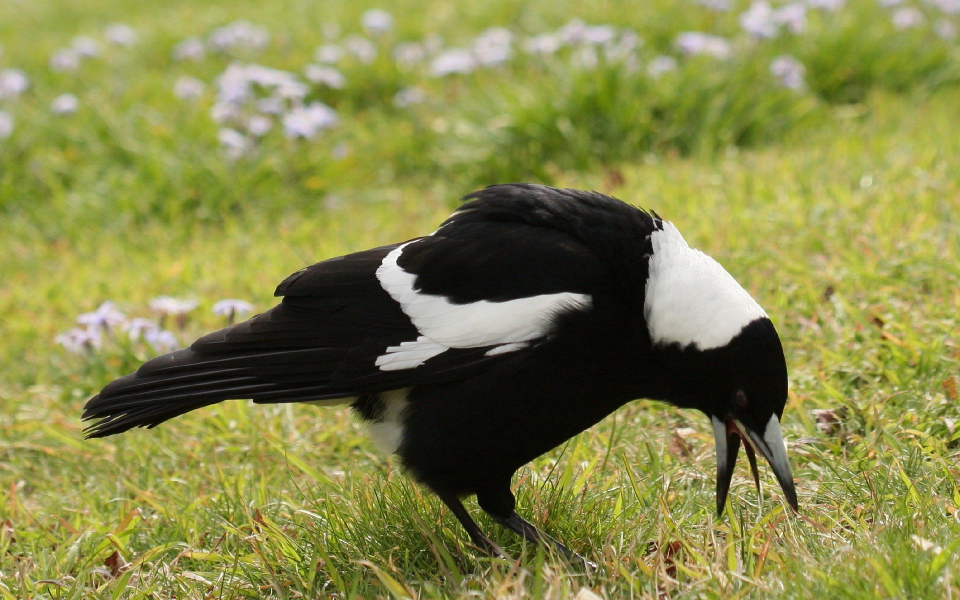 Птичка черно белый хвост. Черная птица с белым хвостом. Ворона. Черно белая ворона. Птицы черно белого окраса.