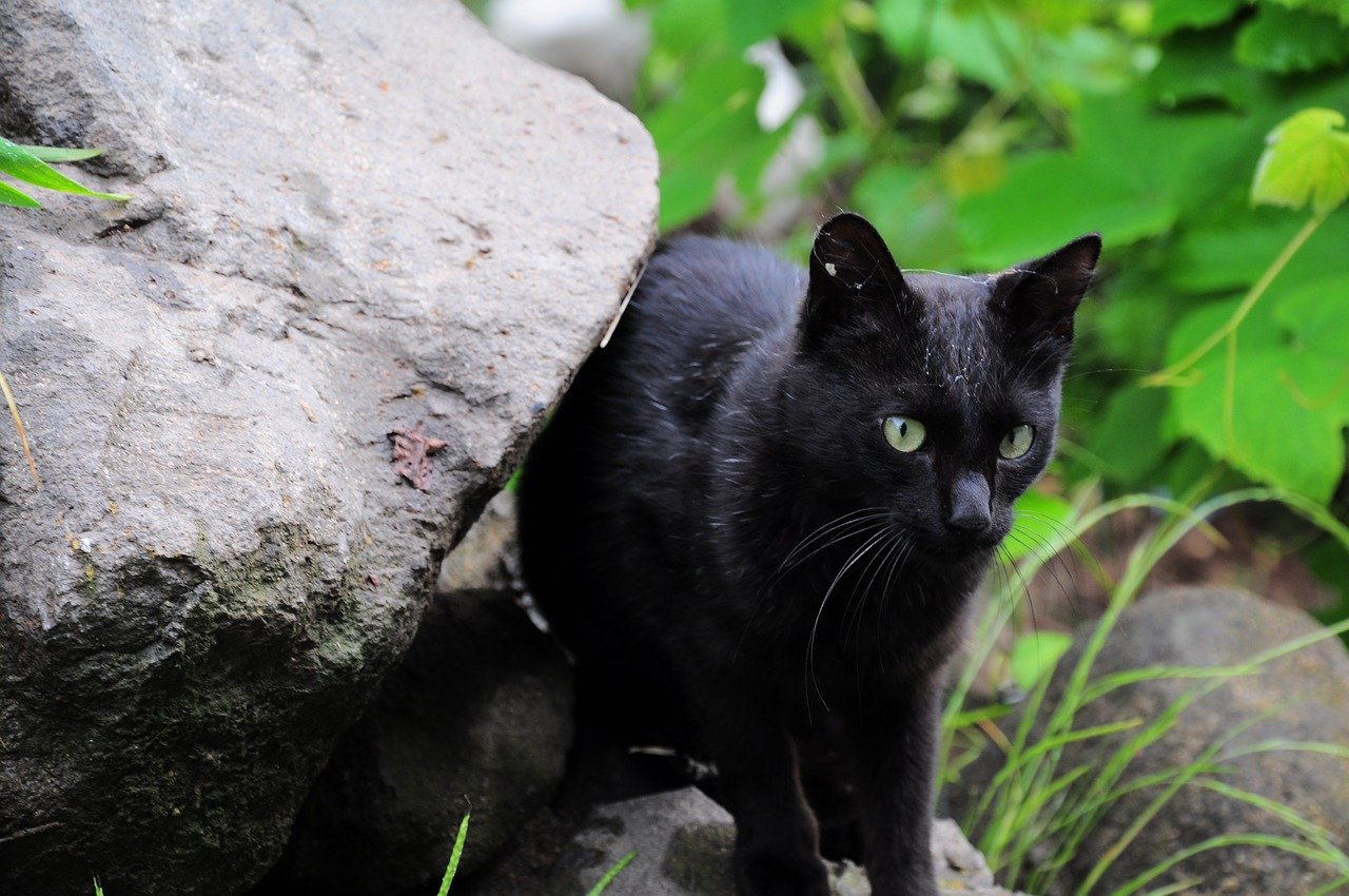 Описание черной кошки. Бомбейская кошка длинношерстная. Бурмилла черная. Шартрез кошка черная. Шартрез черный.