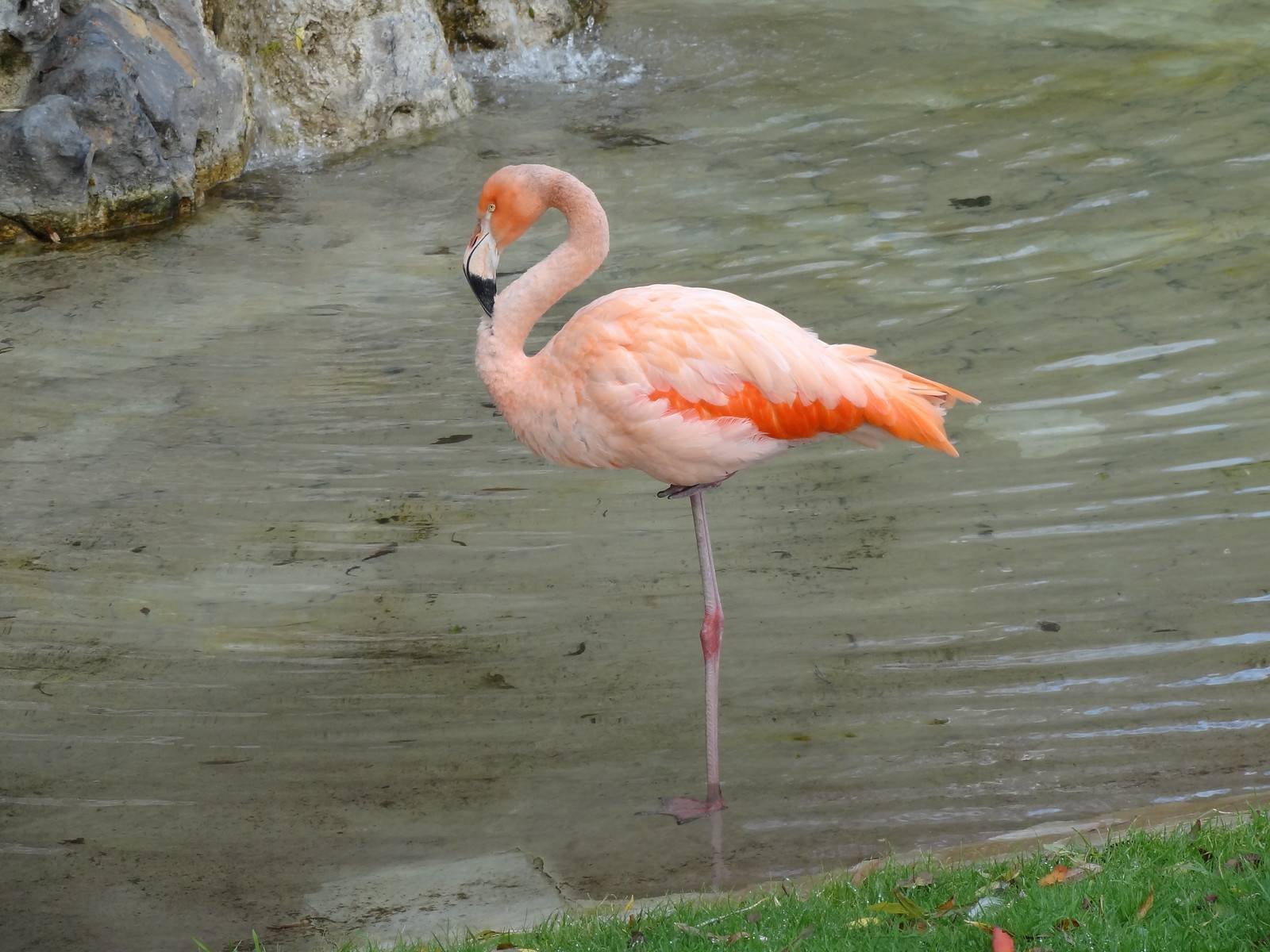 Фламинго интересная. Фламинго. Розовый Фламинго. Фламинго стоит на одной ноге. Ноги Фламинго.