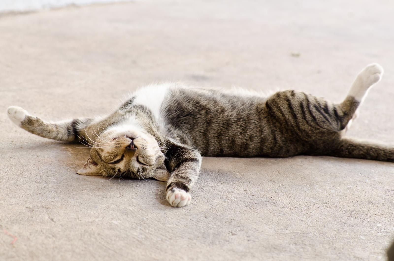 Расслабленная кошка. Ленивый кот. Спящие котики. Кот лентяй. Ленивый кот фото.