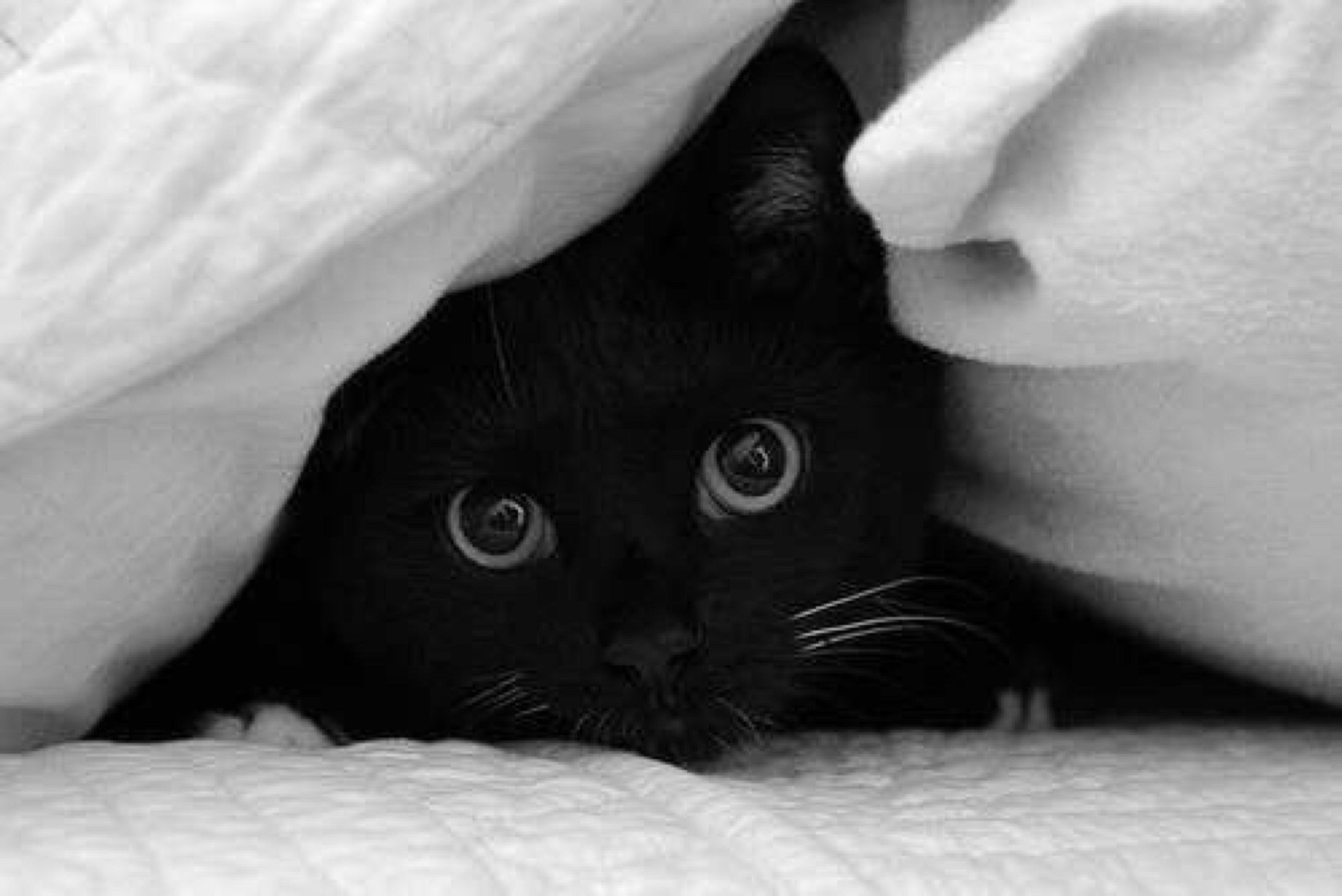Киса под. Чёрный кот. Черный кот под одеялом. Милый чёрный котик. Черный котенок под одеялом.