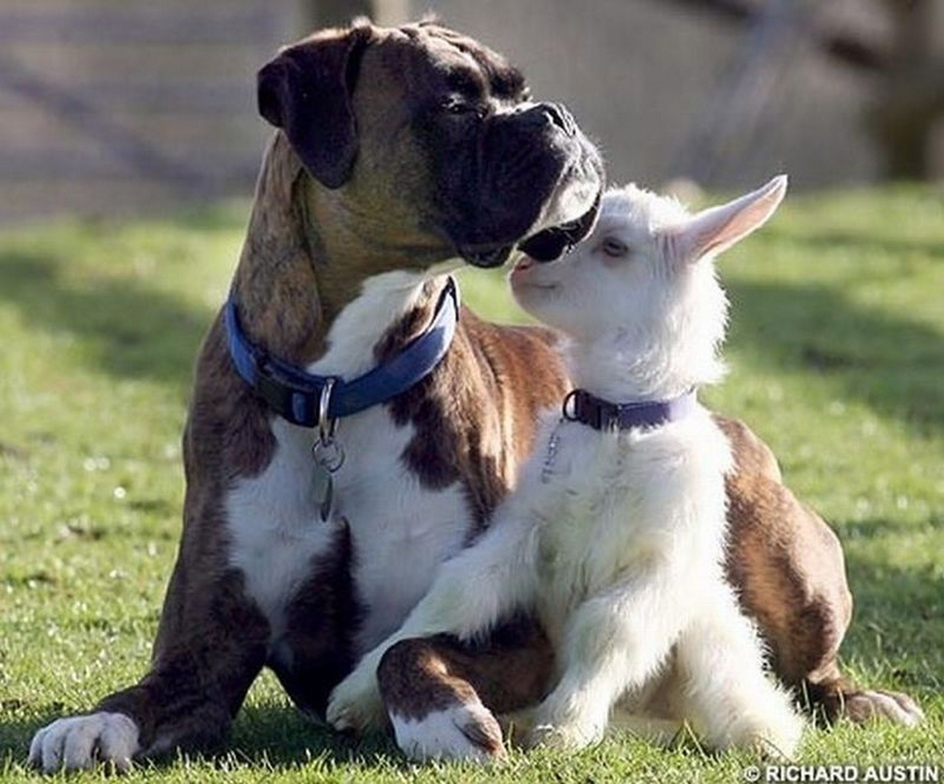 Как стать лучшим другом для друга. Животные друзья. Собака друг. Собаки дружат. Дружба животных.