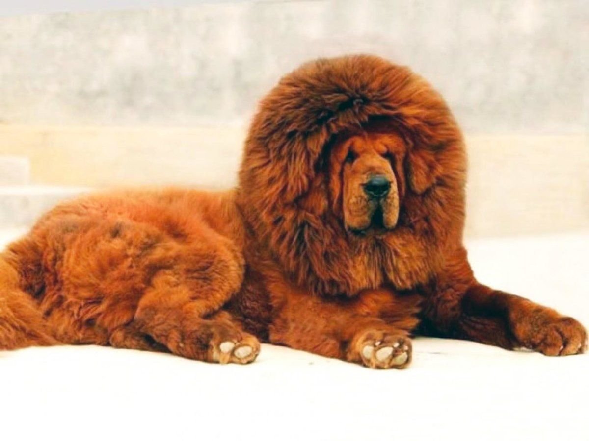 Самой большой тибетский мастиф. Тибетский мастиф. Собака тибетский мастиф. Тибетский мастиф большой. Собаки породы тибетский мастиф.