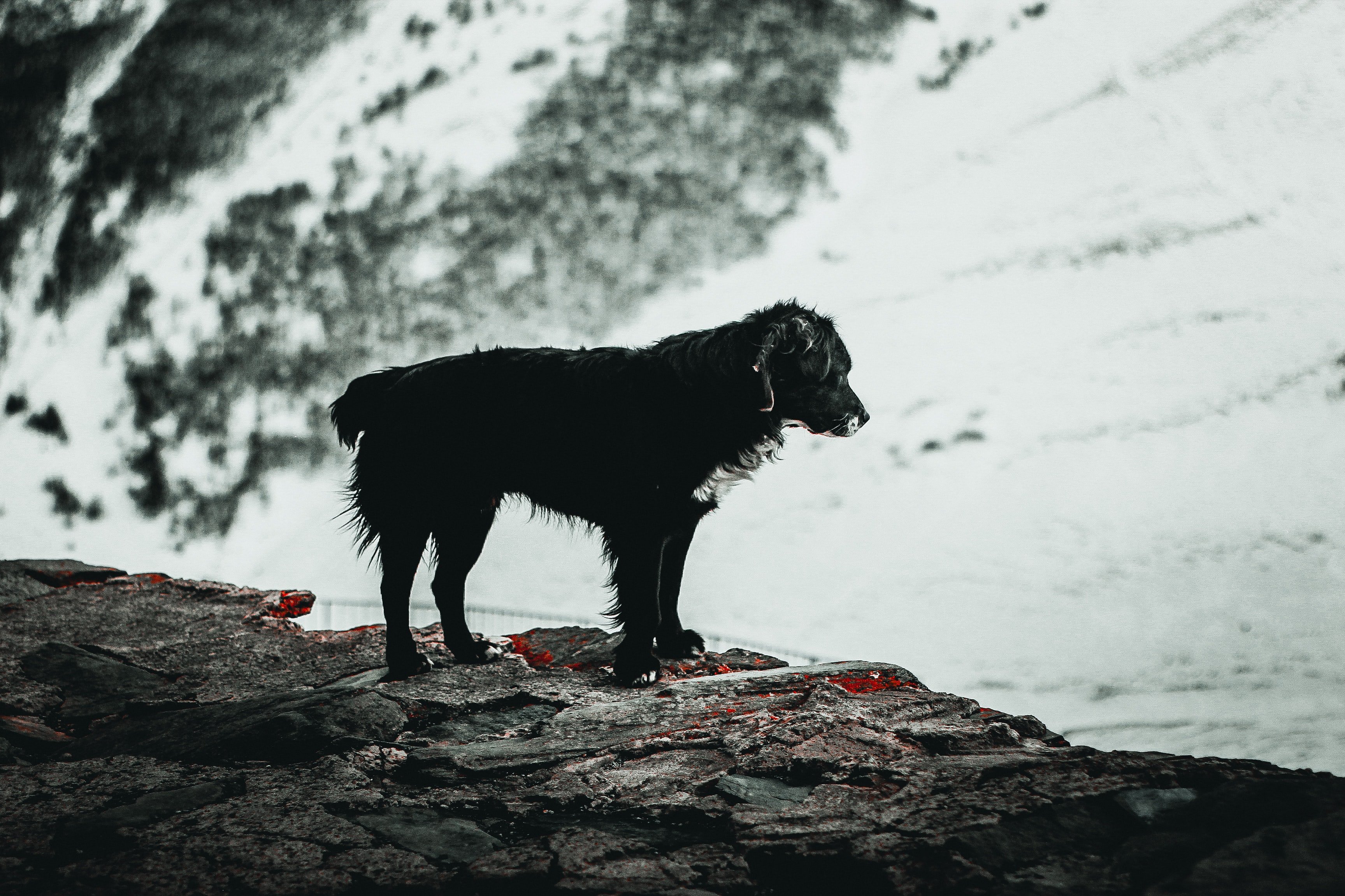 Черная собака песня. Черная собака в горах. Каменный пес. Вест черный собака. Спина собаки чёрная.