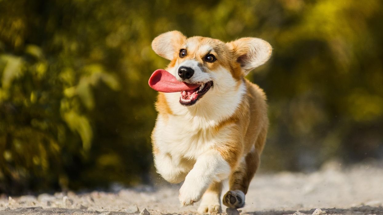 Собака бежит с высунутым языком