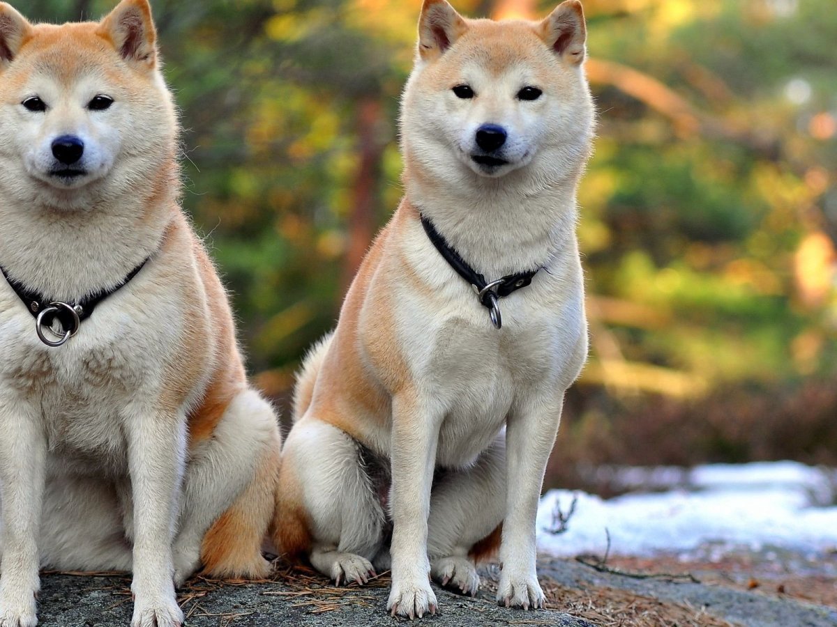 Китайские породы собак с фотографиями и названиями