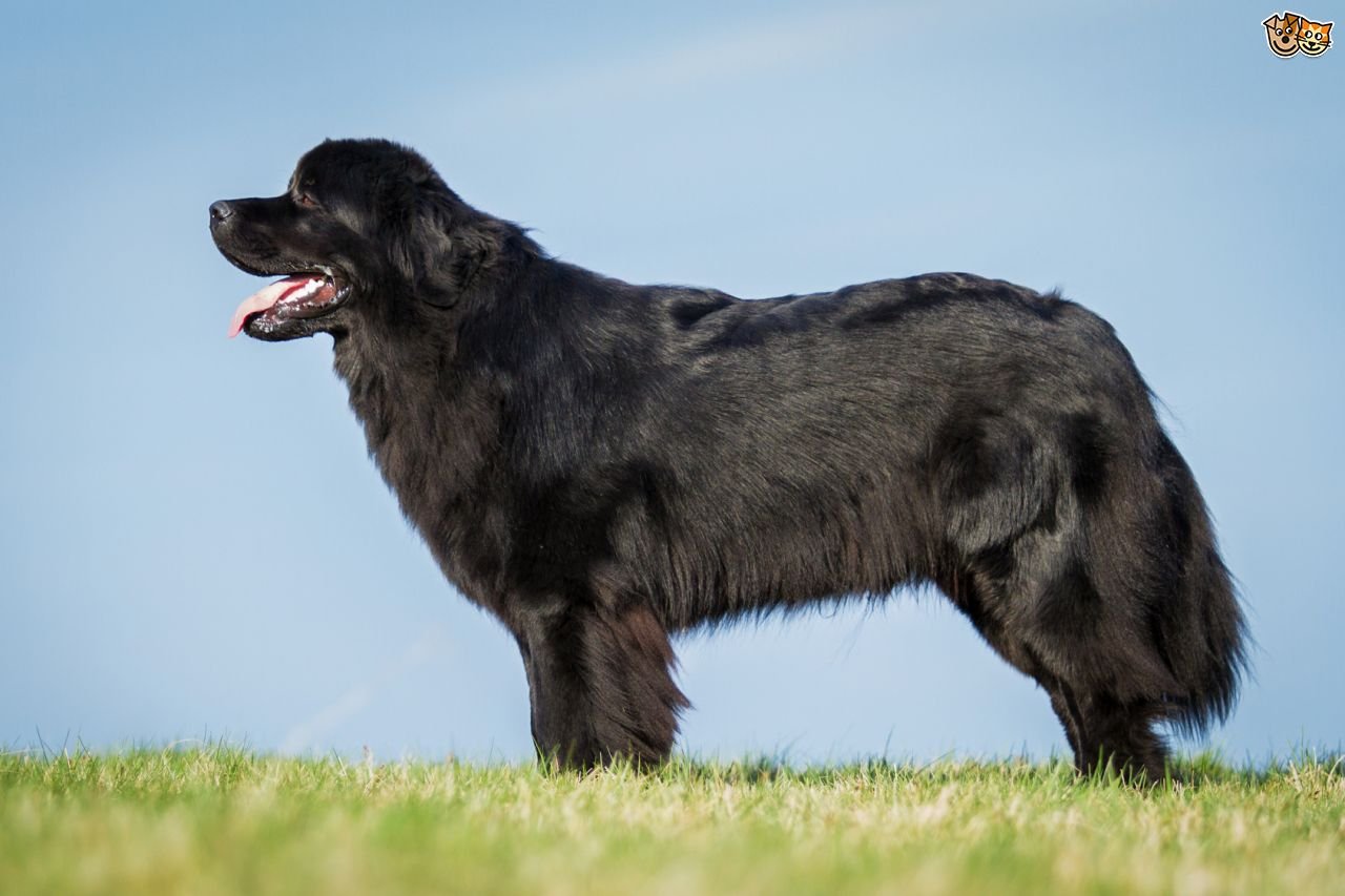 3 породы крупной собаки. Ньюфаундленд собака. Ньюфаундленд (порода собак). Собака водолаз ньюфаундленд. Ньюфаундленд собака черный.