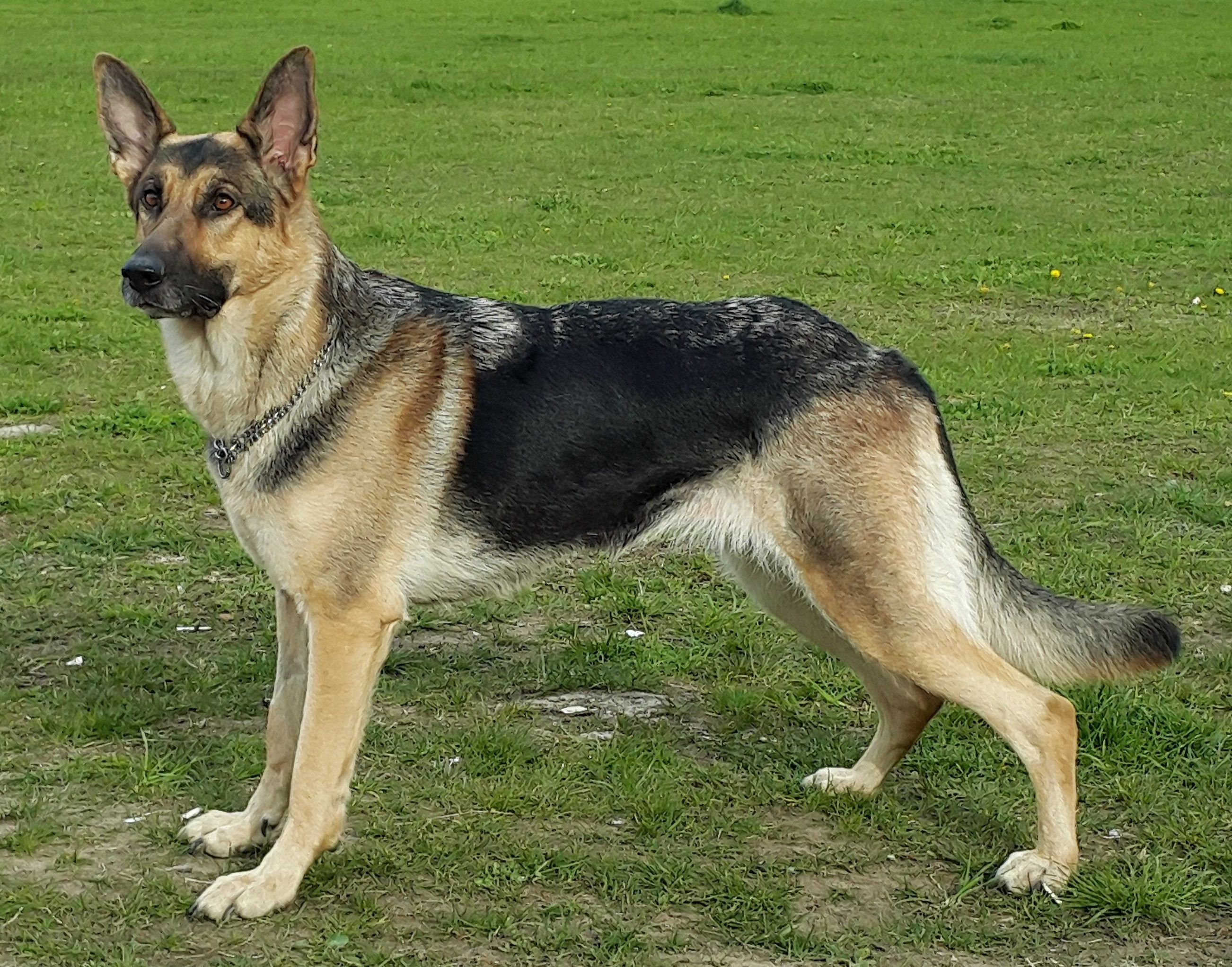 Собака немецкой породы описание