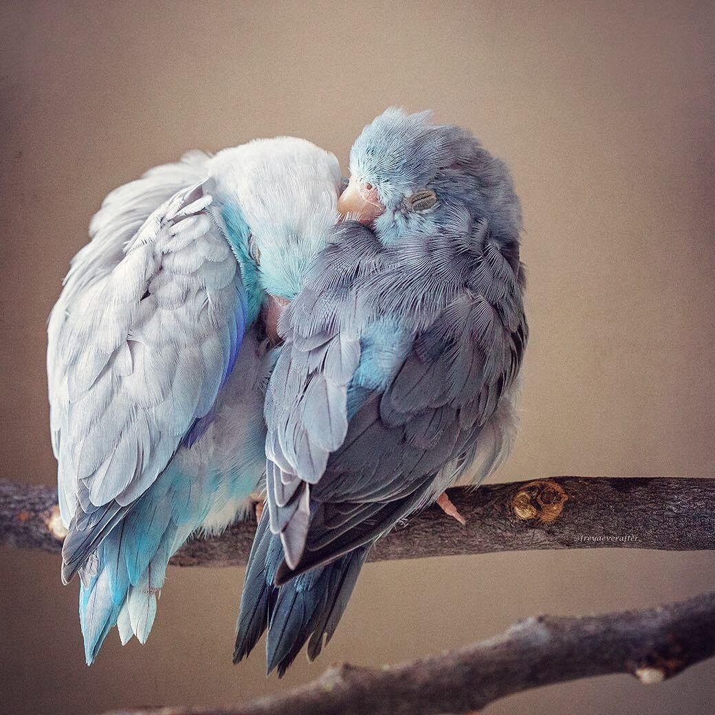 Две синие птицы. Неразлучники попугаи голубые. Попугаи неразлучники Эстетика. Влюбленные попугайчики неразлучники. Попугаи неразлучники любовь.