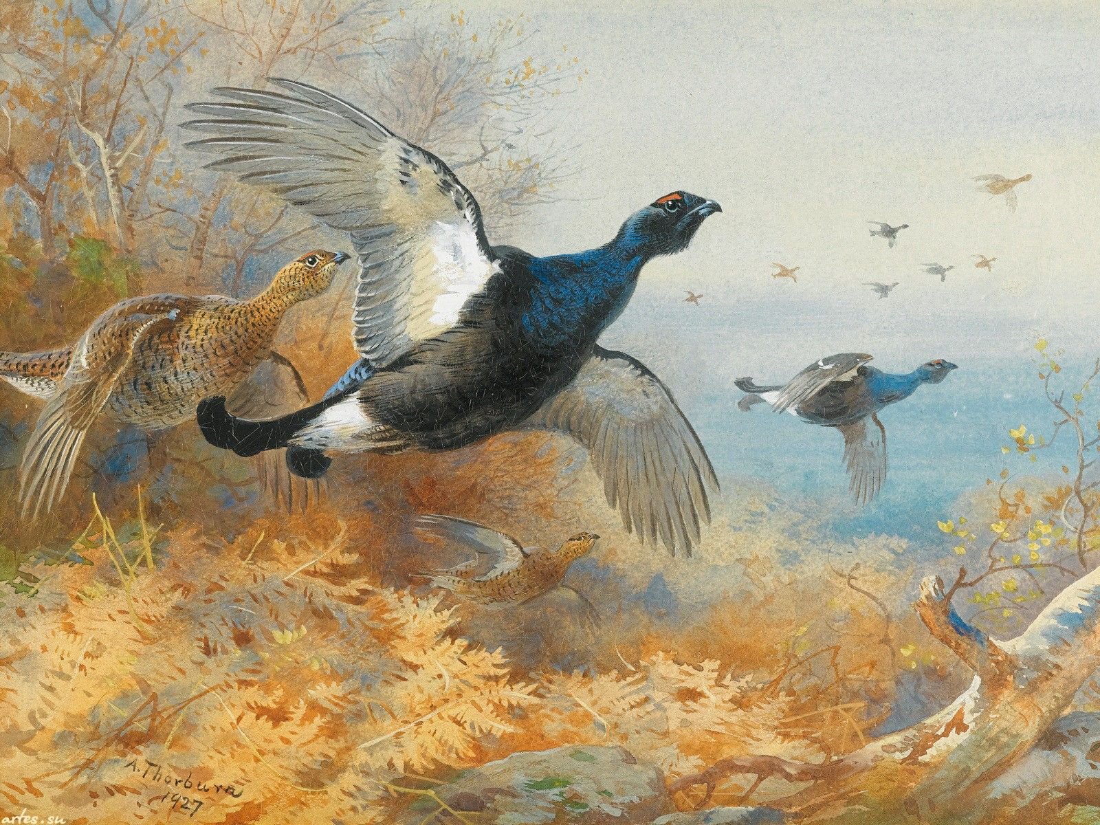 Описание картины птицы. Archibald Thorburn птицы осень. Тетерев картина. Тетерев и Глухарь в полете. Охота в живописи.