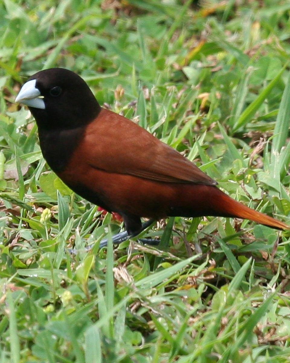 Птичка с коричневой головой