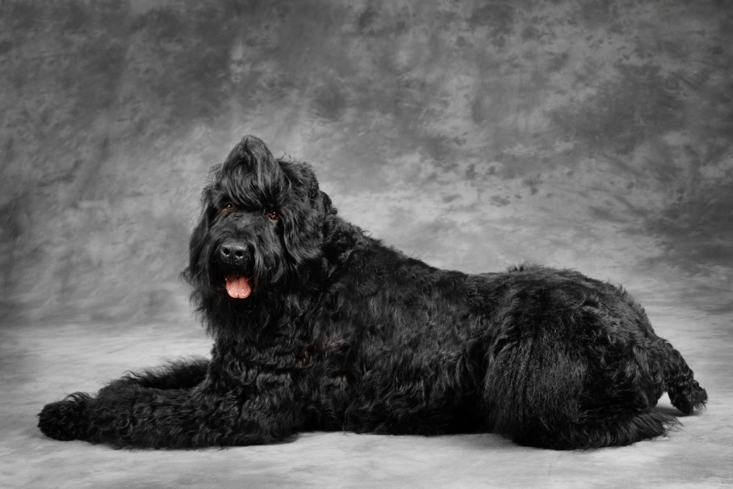 Большая Черная Собака Порода