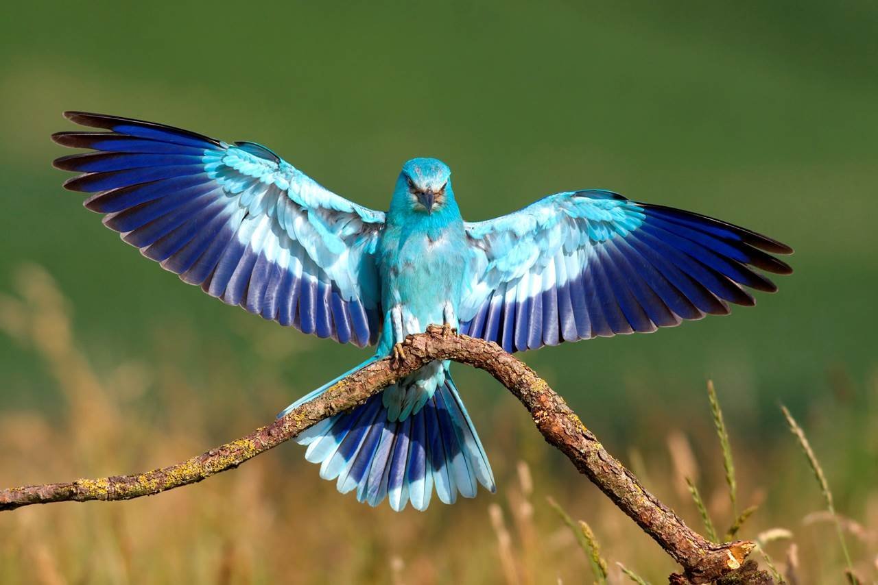 Синяя птица памира. Сойка сизоворонка. Синяя птица Тянь Шаня. Голубая сиалия птица. Стеллерова черноголовая голубая Сойка.