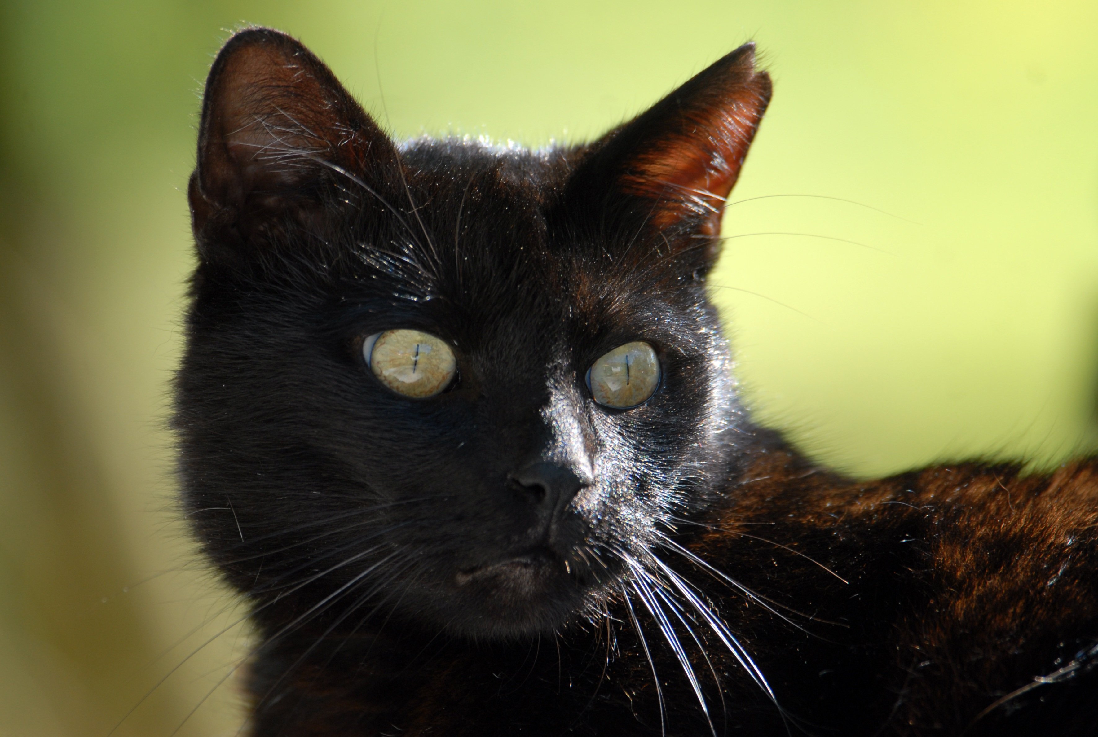 Черная кошка бывает. Черная кошка порода Мандалай. Бомбейский сиамский кот. Сиамская кошка черная. Чёрная кошка порода Бомбейская.