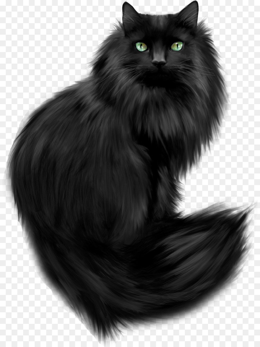 Черный кот на прозрачном фоне