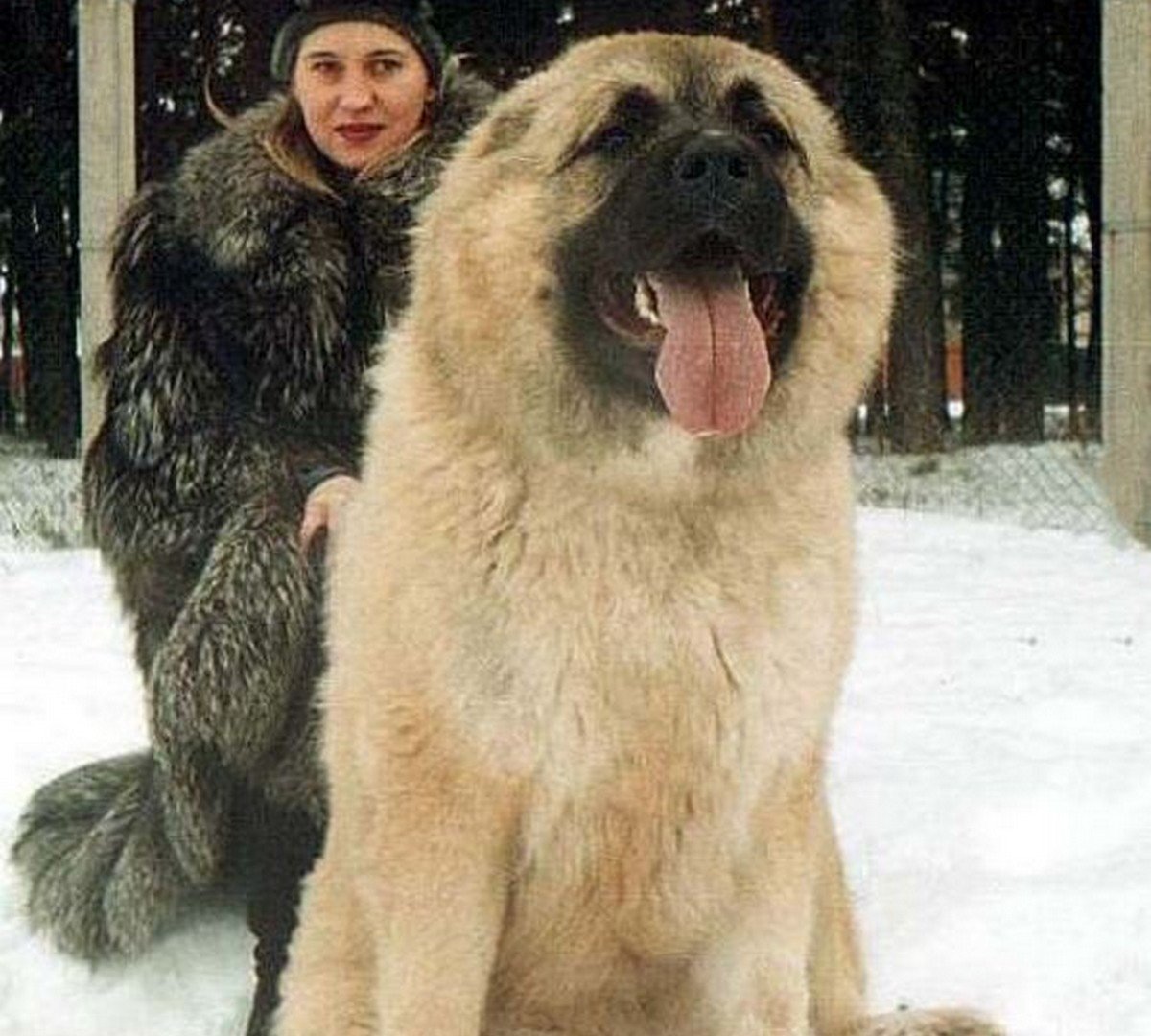 Самый большой кавказский волкодав в мире