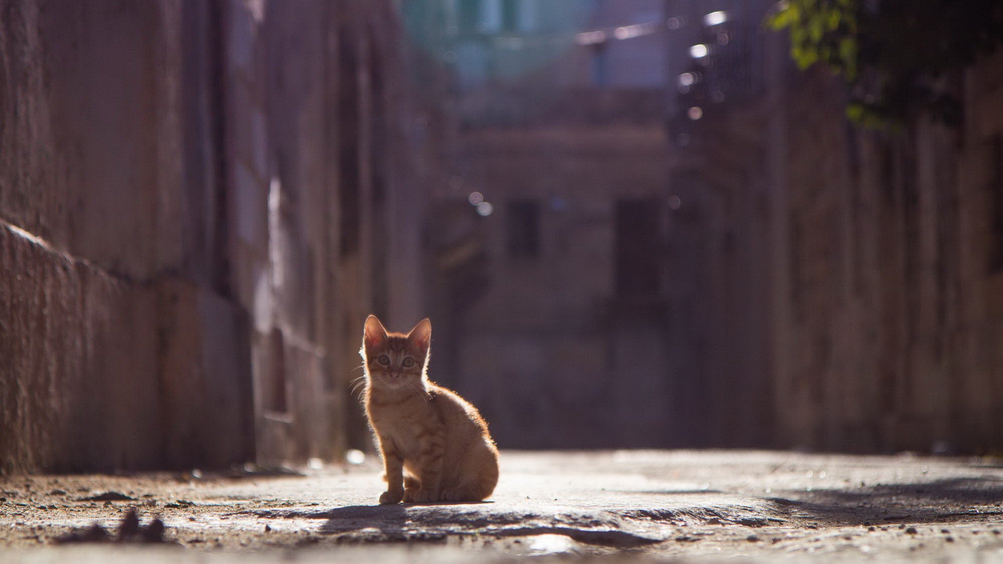 Hello street cat live. Уличные коты. Одинокий котенок. Рыжий котёнок на улице. Одинокий котенок на улице.