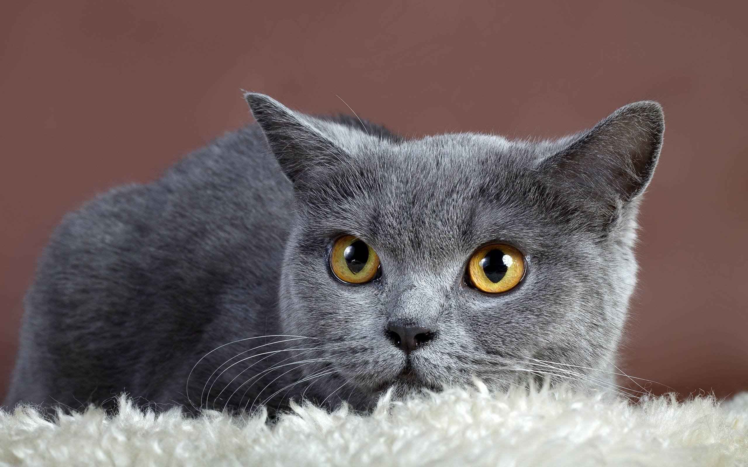 Картинки серых кошек. Корат шартрез Картезианская кошка. Британская короткошёрстная кошка шартрез. Британский короткошерстный кот серый. Британская дымчатая кошка.